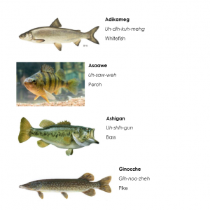 illustrations of fish